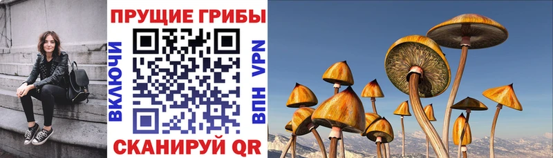 Псилоцибиновые грибы GOLDEN TEACHER Кувшиново